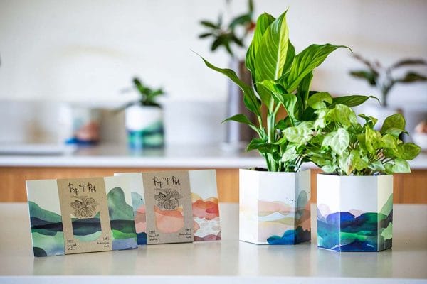 Sow 'n Sow Pop Up Pots