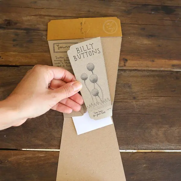 Billy Buttons Gift of Seeds - Image 4