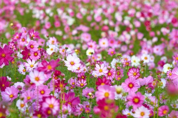 8 easy flowers for beginner gardeners to grow