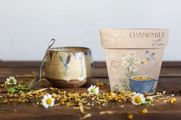 How to grow and brew tea at home