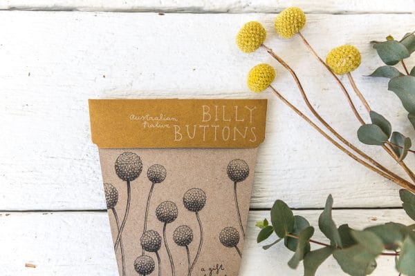 How to grow billy buttons from seed