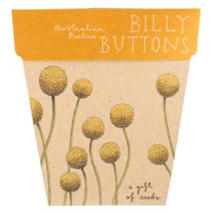 Billy Button Seeds
