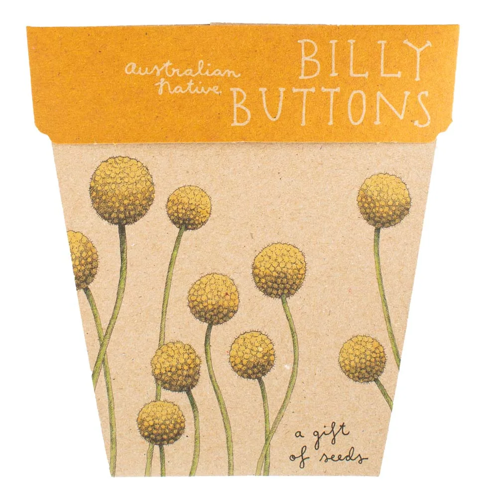 Billy Button Seeds