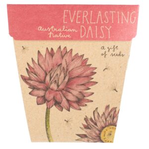 Everlasting Daisy