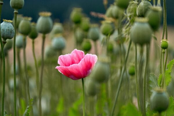 How to grow poppies from seed