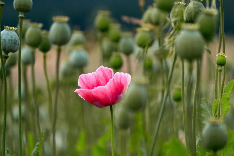 How to grow poppies from seed