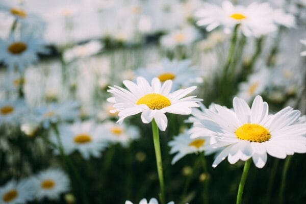 20 ways to make a positive impact this Earth Day