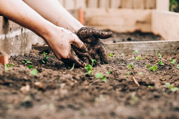 10 garden hacks using items from your kitchen