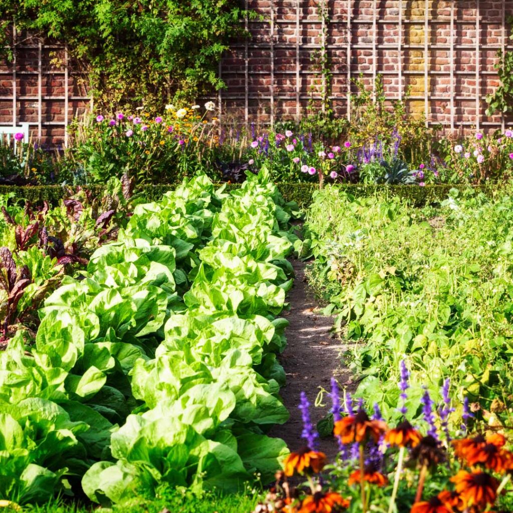 A vibrant garden with rows of lettuce and flowers growing in it.