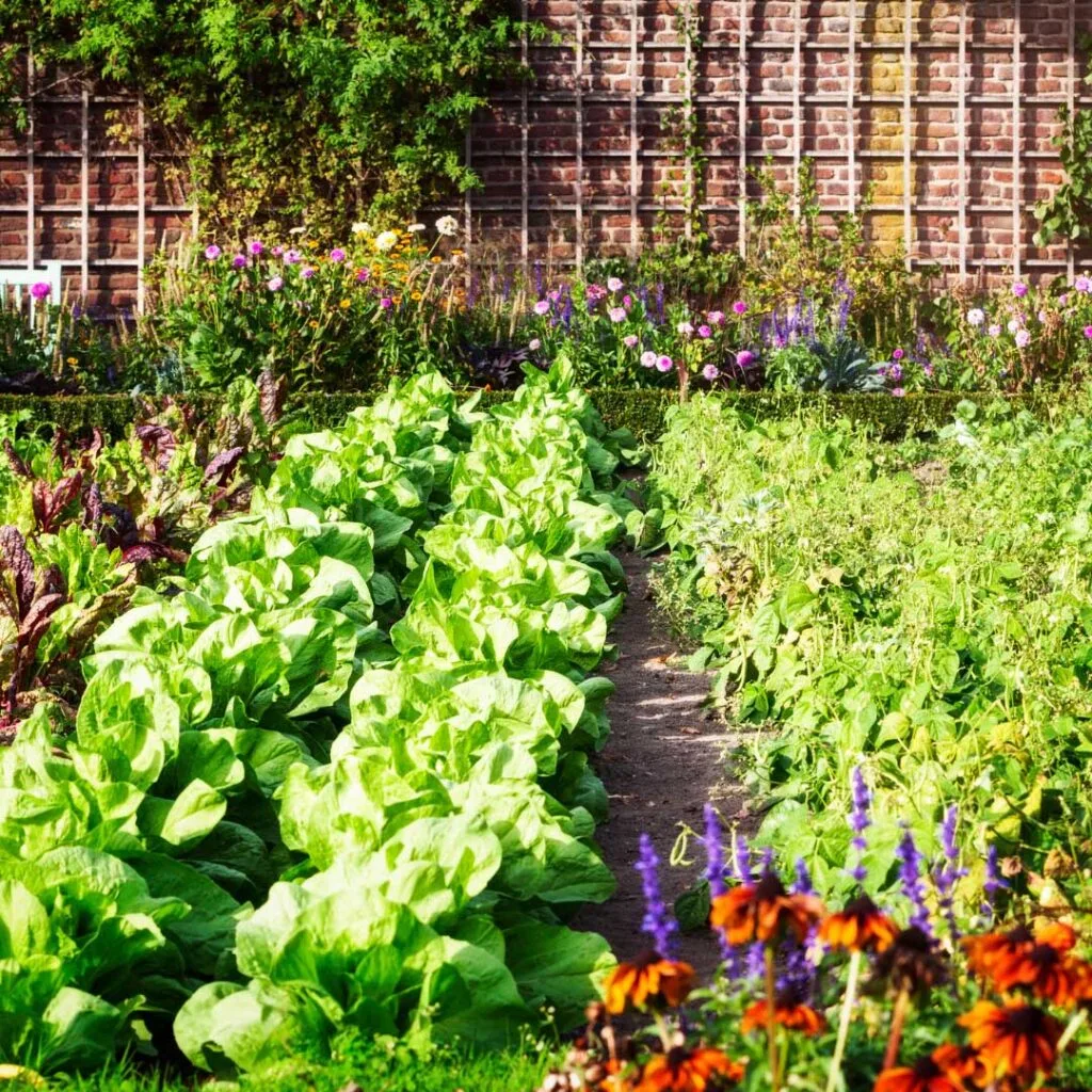 A vibrant garden with rows of lettuce and flowers growing in it.