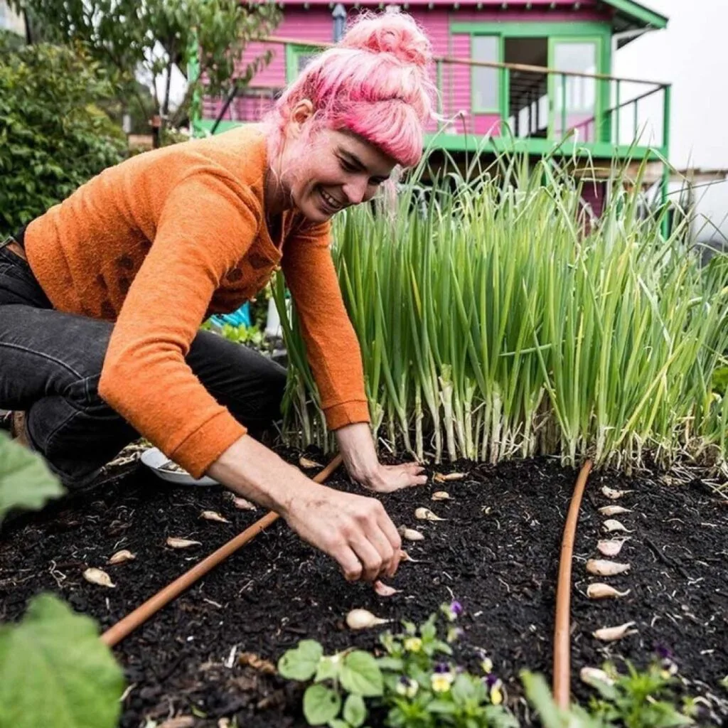 A gardener planting rows of garlic in the garden