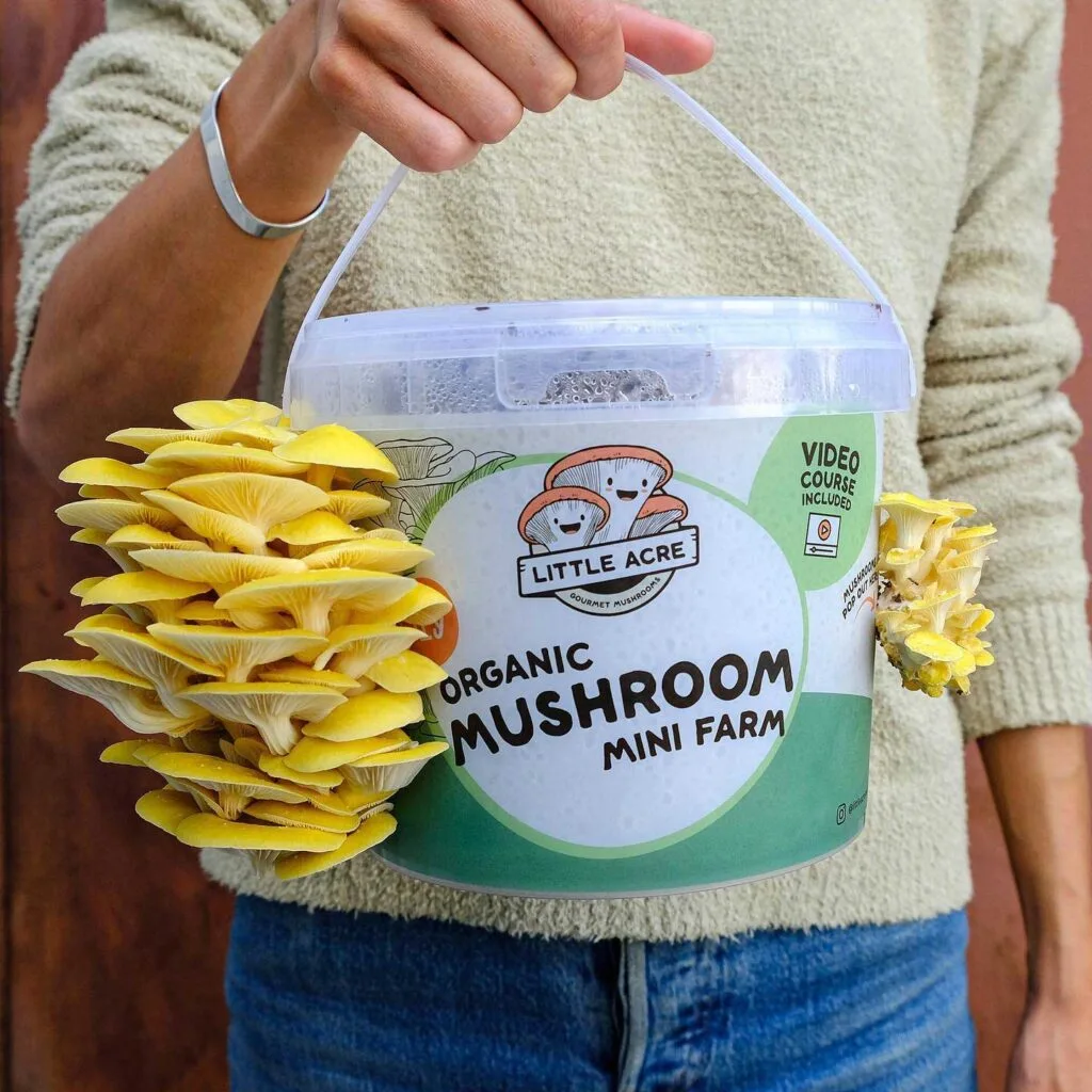 A person holding a plastic tub with a green label and mushrooms growing outside of the tub.