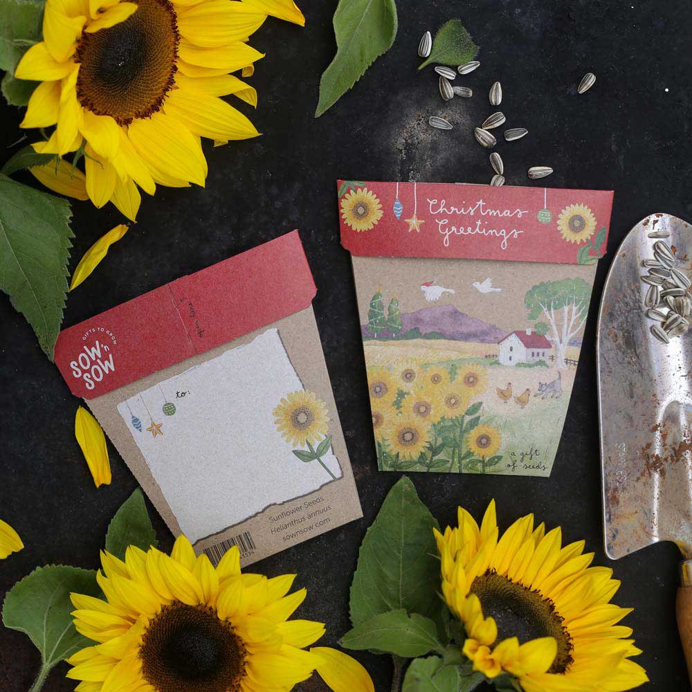 Christmas Sunflower Set of 4