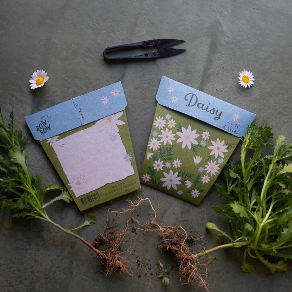 A blue and green packet of daisy seeds surrounded by daisy plants and metal garden snips