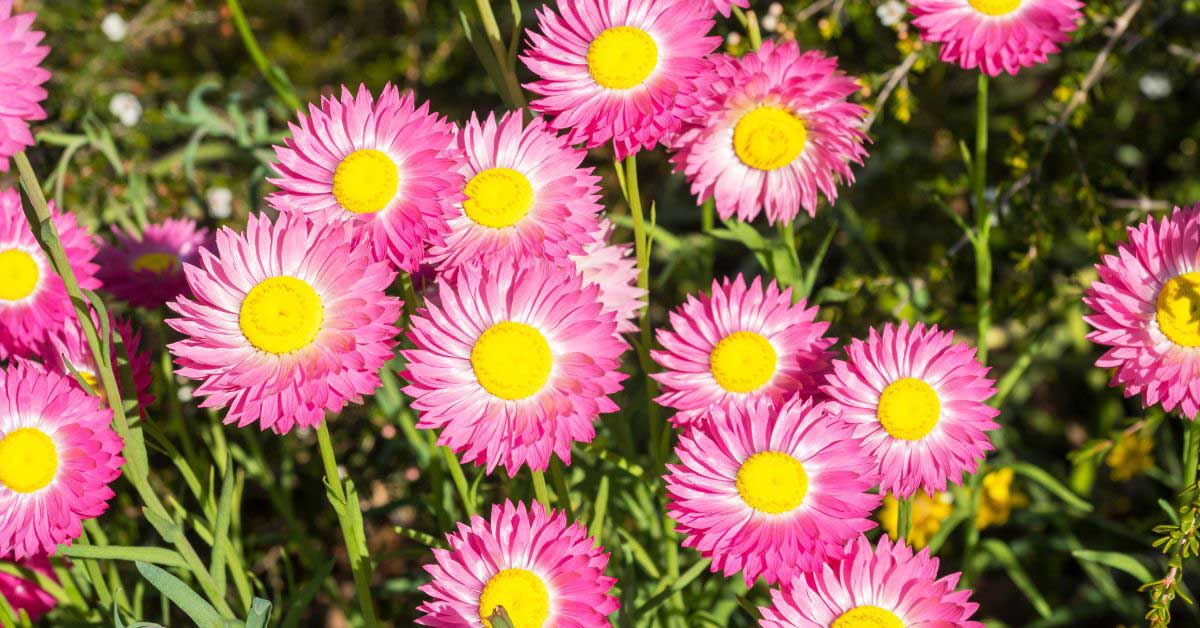 How to Grow Everlasting Daisies from Seed