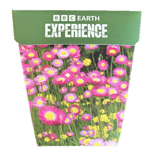 BBC