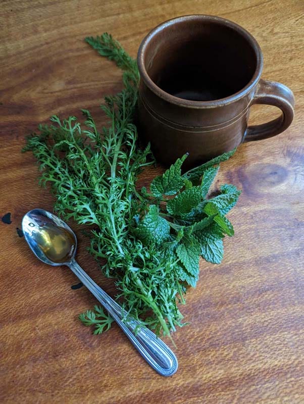 From Cold Hills to Lush Rainforests: Brenner Lowe's Journey to Creating a Thriving Edible Garden